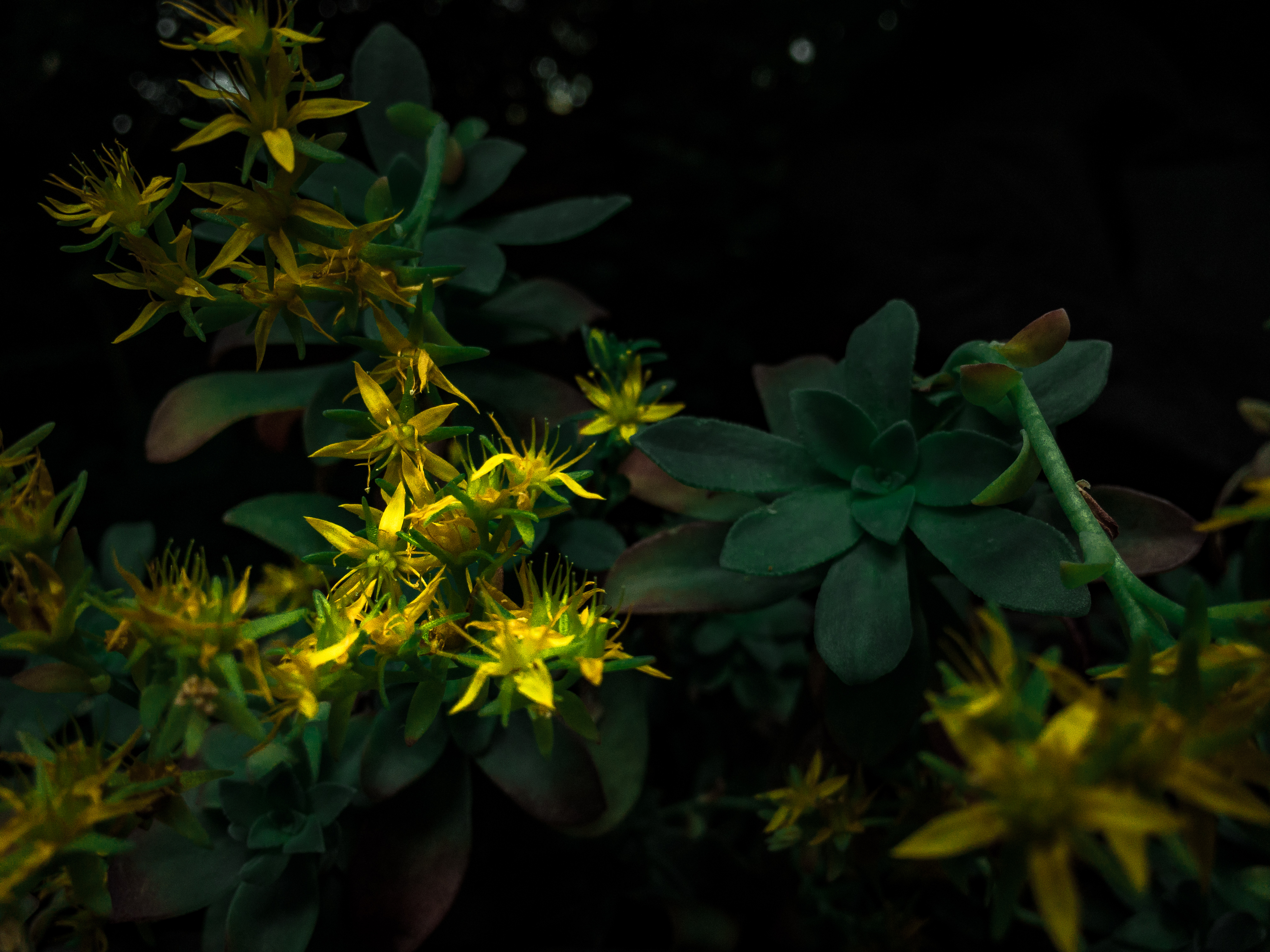 Schweiz swiss botanicals zurich switzerland photographer 004