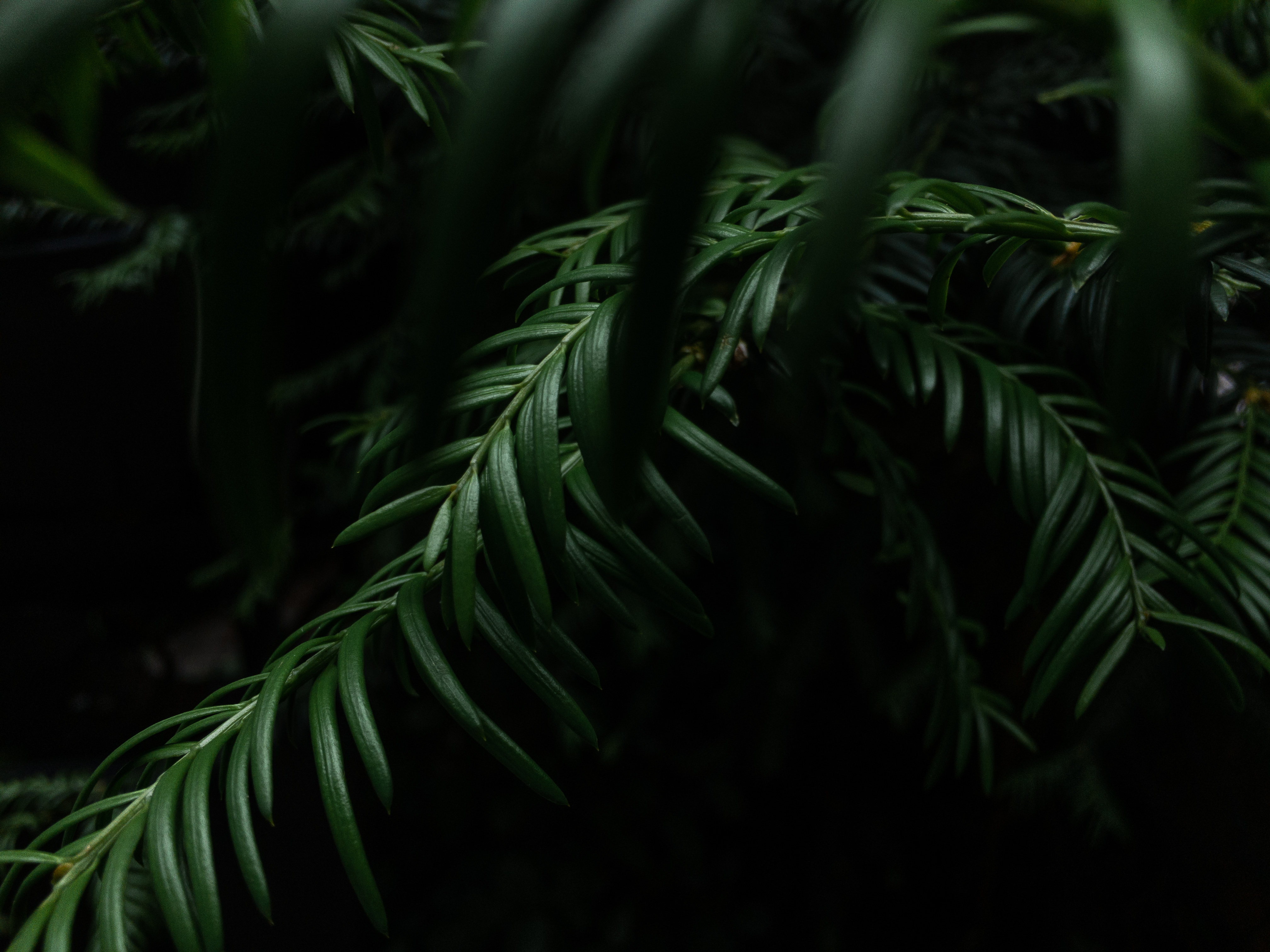 Schweiz swiss botanicals zurich switzerland photographer 005